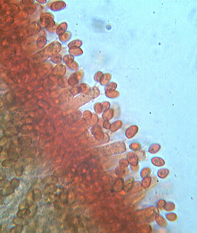 Coniophora puteana